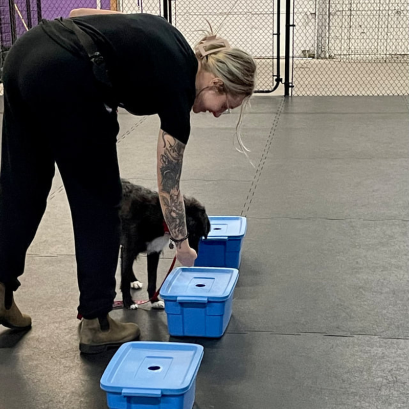 scent detection dog training burlington